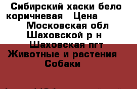 Сибирский хаски бело-коричневая › Цена ­ 20 000 - Московская обл., Шаховской р-н, Шаховская пгт Животные и растения » Собаки   